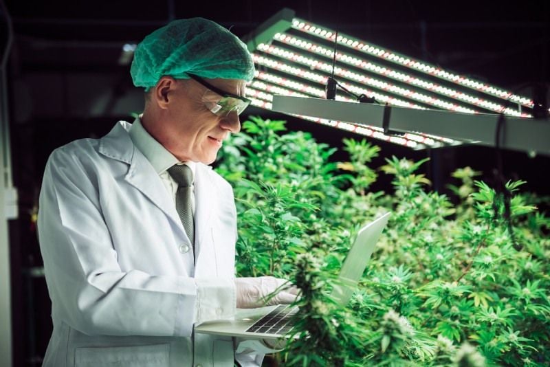 Cannabis Cultivation Unknown Facts and Terms Cannabis Cultivation Unknown Facts and Terms